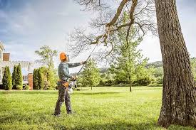 Best Fruit Tree Pruning  in North Yelm, WA