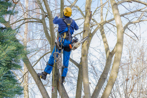 Best Hazardous Tree Removal  in North Yelm, WA