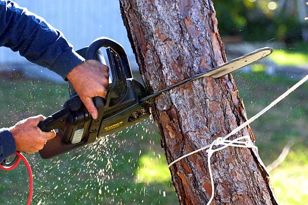 Best Tree Preservation Services  in North Yelm, WA