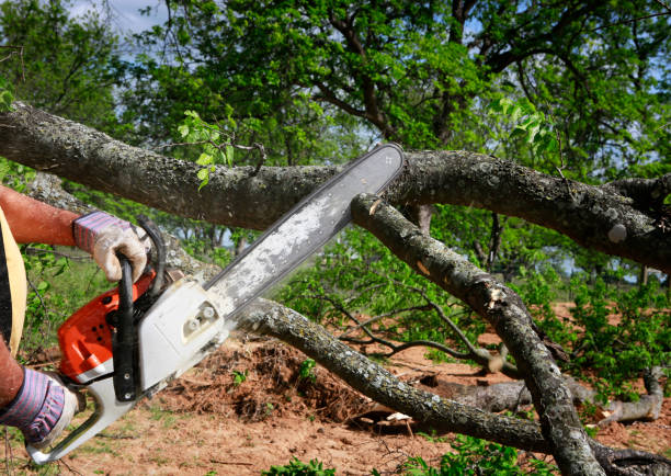 Best Stump Grinding and Removal  in North Yelm, WA